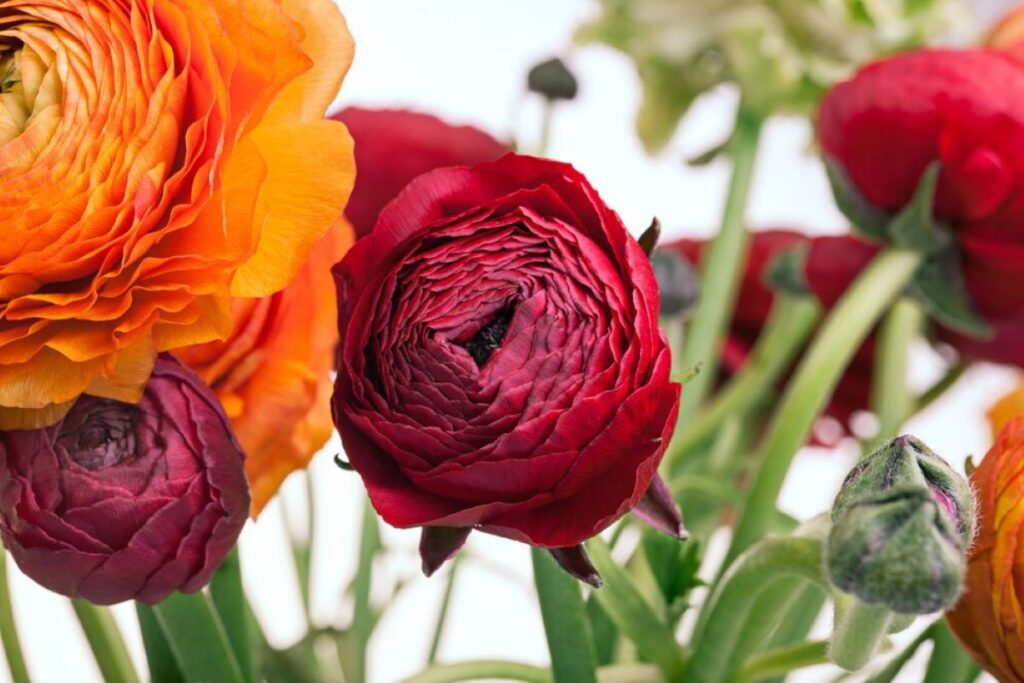 Lane Cove Flowers