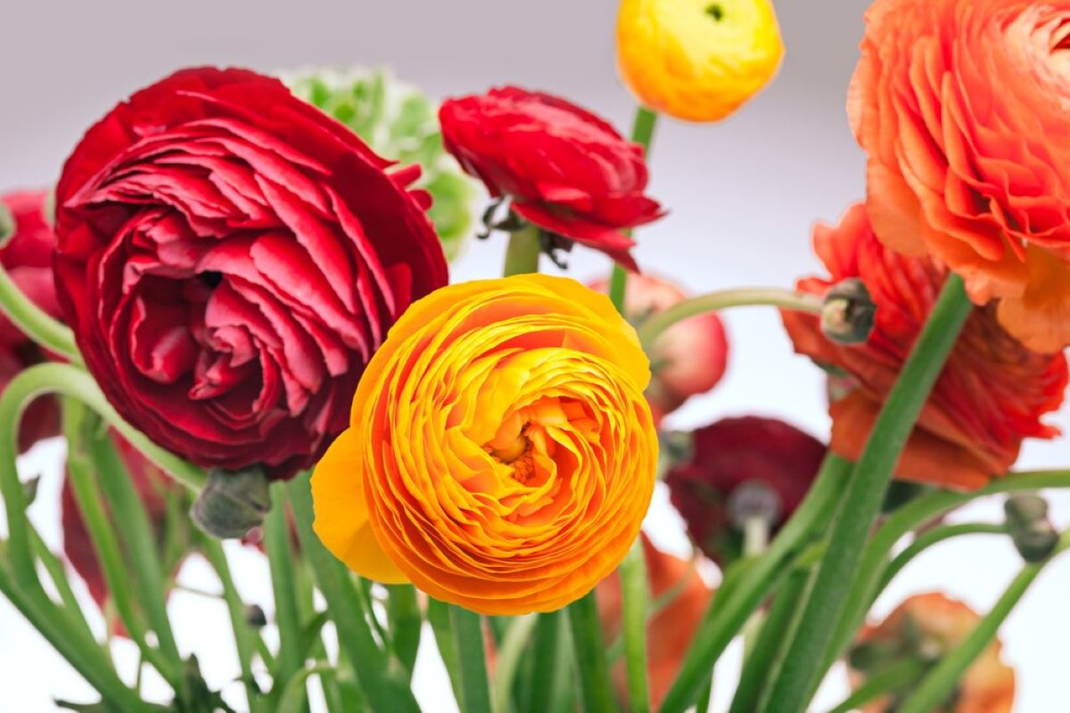 Lane Cove Flowers: Styling Your Home with Floral Flair