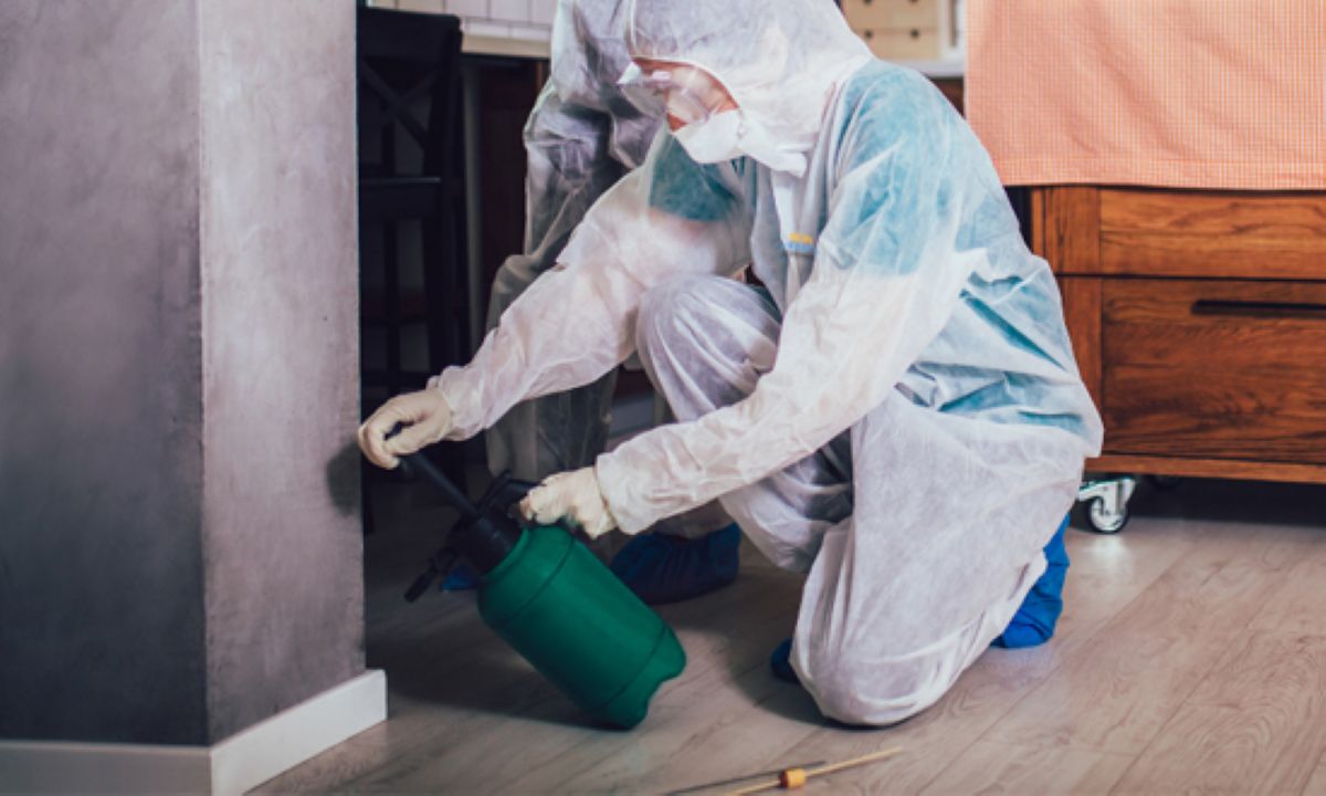 7 Reasons Why Sydney Pest Control Should Be Your First Call