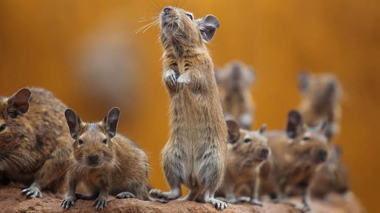 Top 7 Things Property Buyers Should Check Before Purchasing, Including Rodent Removal Sydney

