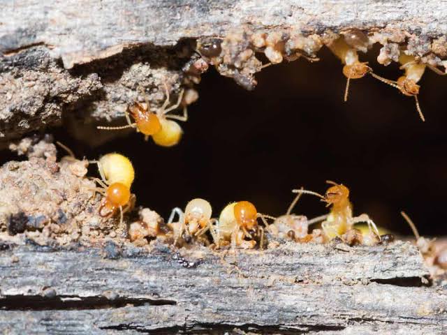 Comparing Pre-Purchase Checklists: Why Termite Sydney Shouldn't Be an Afterthought

